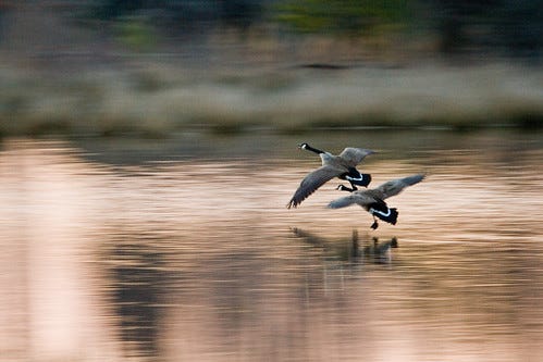Who can take part in Maryland's special waterfowl hunt on Feb. 7?