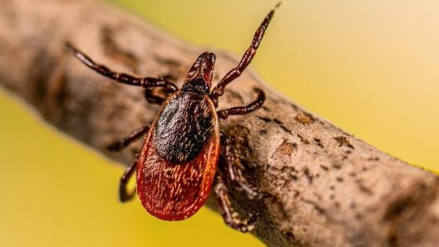 Maryland field staff share practical tips to avoid ticks