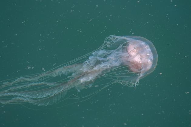 Jellyfish surge in Ocean City waters. Why, and how to avoid being stung