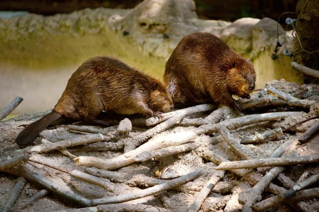 The beaver uprising has begun. It's about time. | Opinion