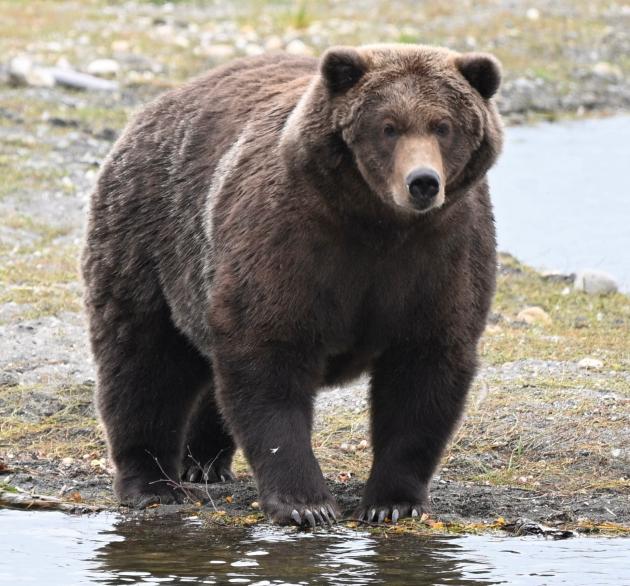 Am I proposing we eat the Fat Bear Week bears? Not exactly. | Opinion