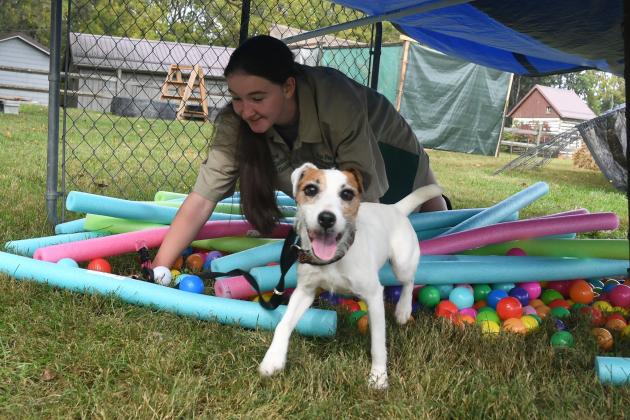 Washington County Ag Center hosts Jack Russell Terrier national trials